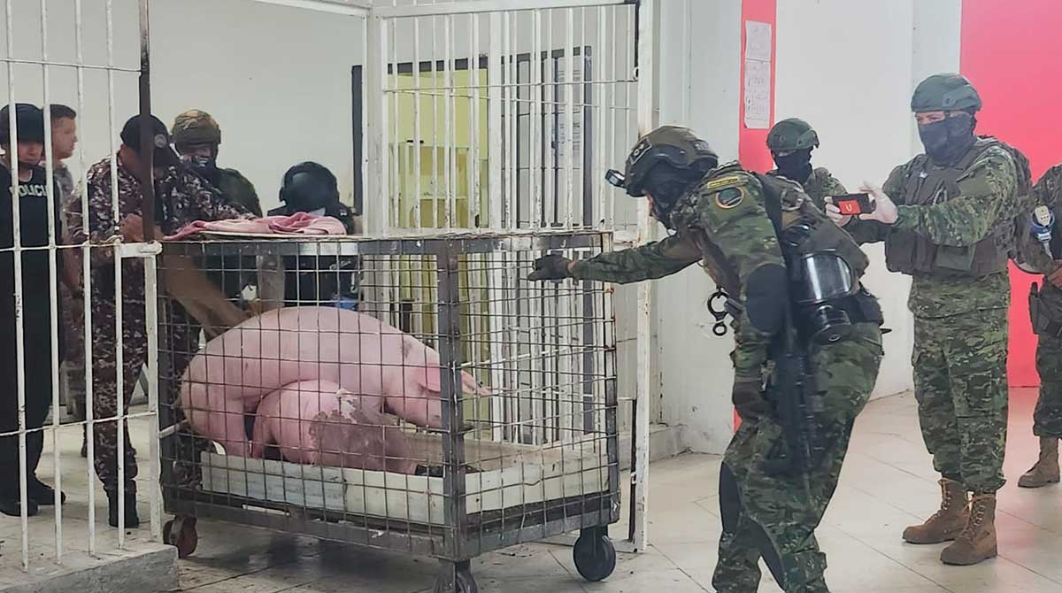 Los cerdos fueron sacados de la cárcel en una jaula. Foto: Fuerzas Armadas