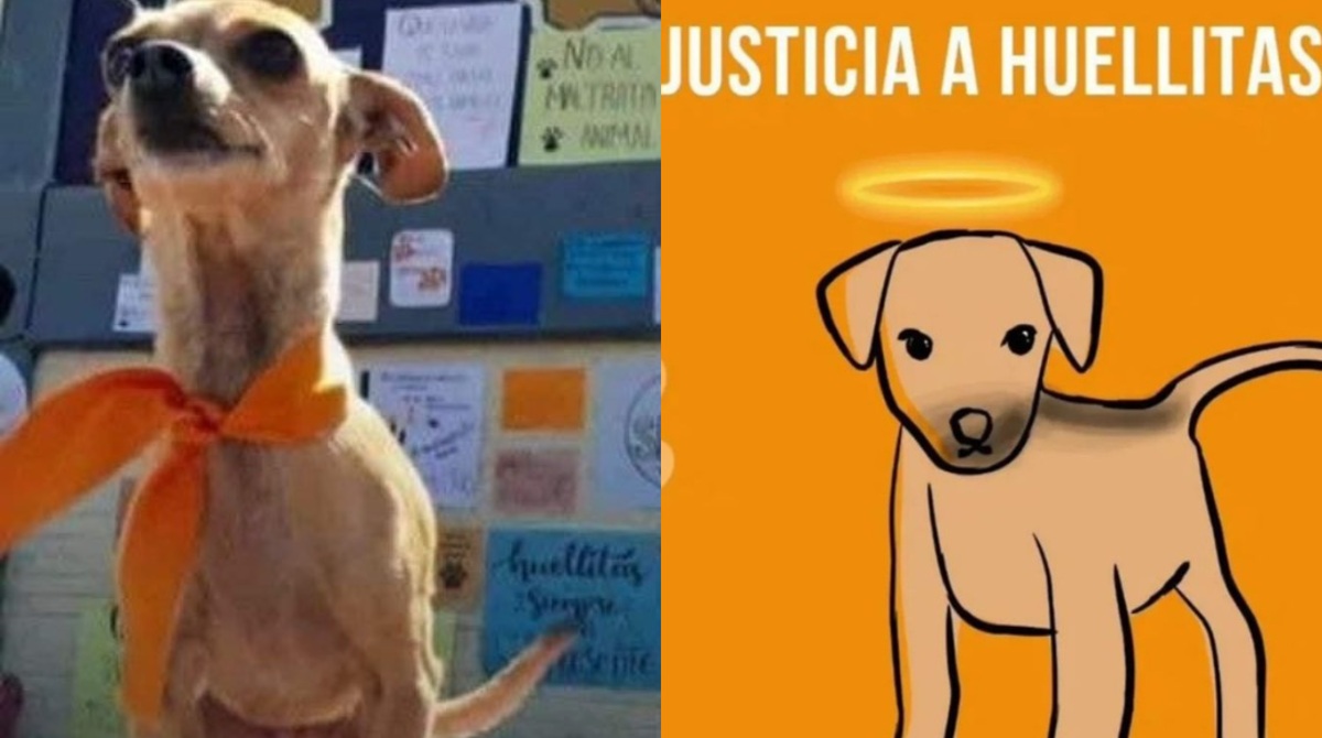 'Huellitas' es el perrito por cuyo asesinato la comunidad exige justicia en México. Foto: Redes sociales