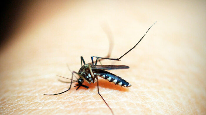 Imagen referencial. El caso de malaria en Texas se suma a dos descubiertos en la costa oeste de Florida, en los condados de Manatee y Sarasota. Foto: Pixabay