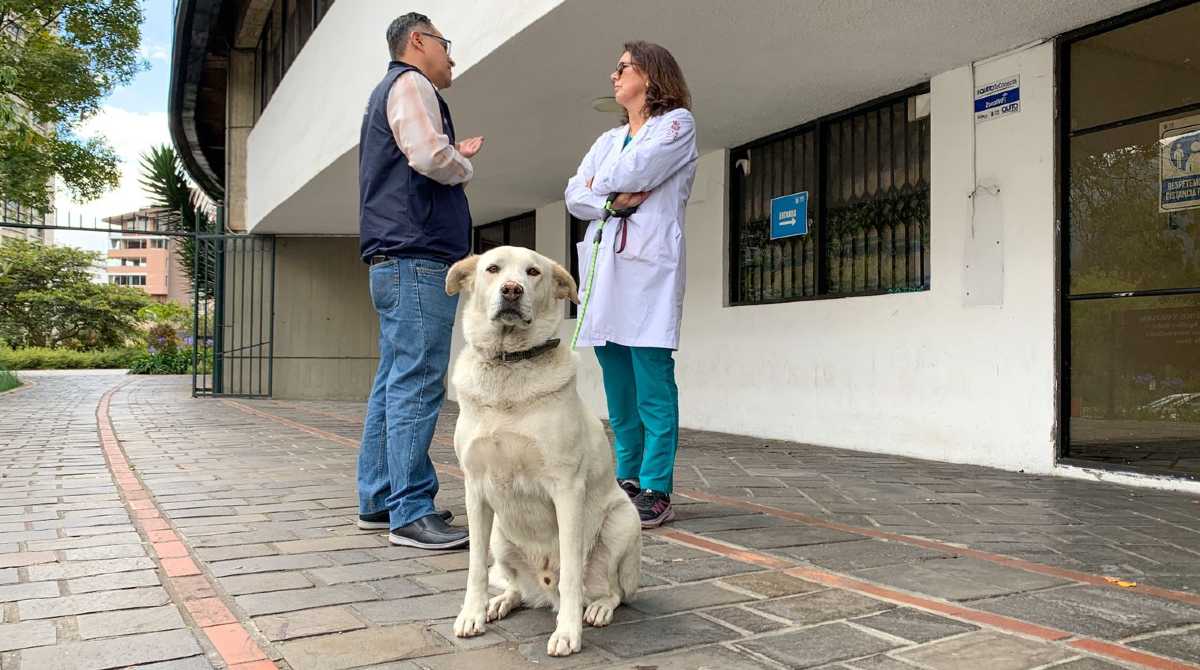 Max, perro comunitario de la Casa de la Cultura, es uno de los inscritos en el concurso Sé solidario con un animal comunitario organizado por la Unidad de Bienestar Animal del Municipio de Quito. Foto: Carlos Noriega / EL COMERCIO