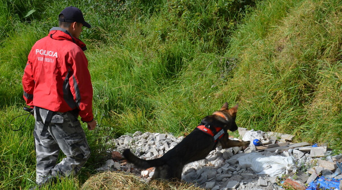 Foto referencial. En Ecuador también existen perros especializados en búsqueda y rescate de personas. Foto: Ministerio del Interior