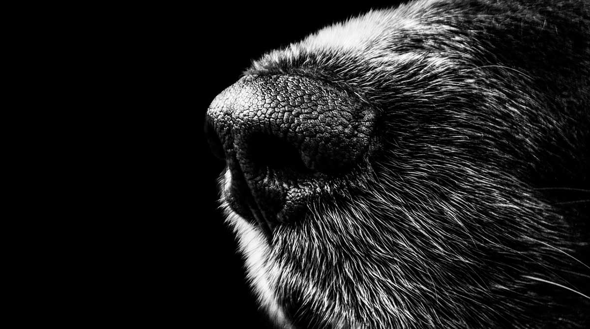Imagen referencial. El perro de raza grande involucrado en el ataque no estaba esterilizado. Foto: Pixabay