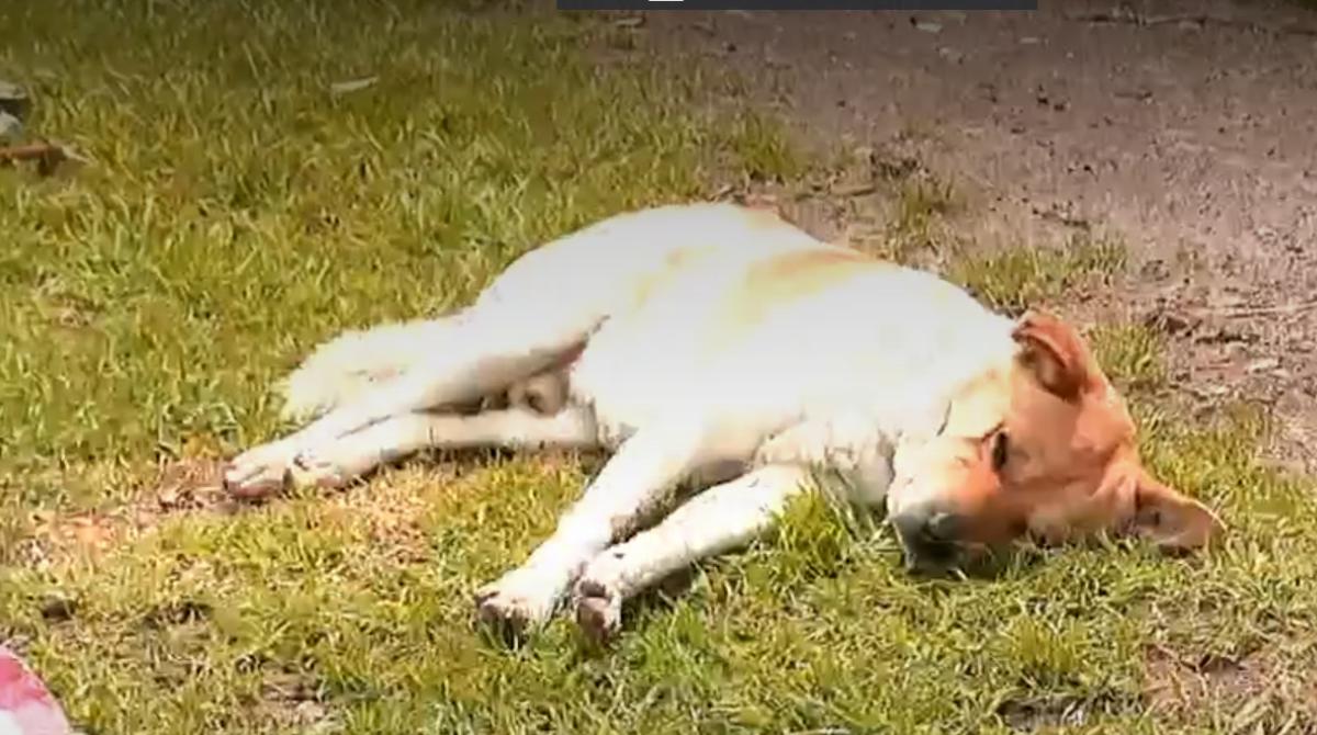 Luego de cinco días, los perritos continúan cansados y desvanecidos. Foto: Captura de video Ecuavisa