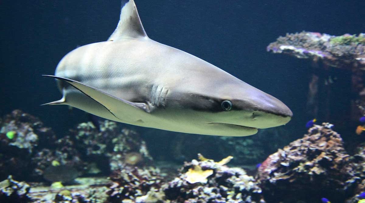 Imagen referencial. El tiburón acabó con la vida del ciudadano de origen ruso. Foto: Pixabay