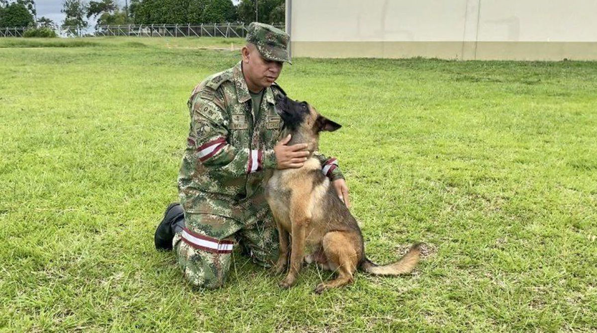 El Ejército de Colombia busca a Wilson, el can entrenado, que se perdió durante el rescate de 4 niños en la selva. Foto: Fuerzas Militares de Colombia