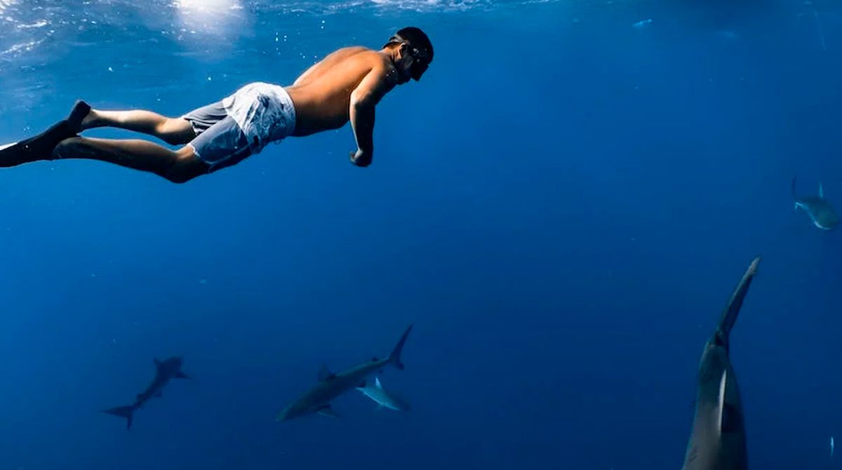 Imagen referencial. El experto afirmó que la mayoría de tiburones son de aguas profundas y abiertas. Foto: Pexels