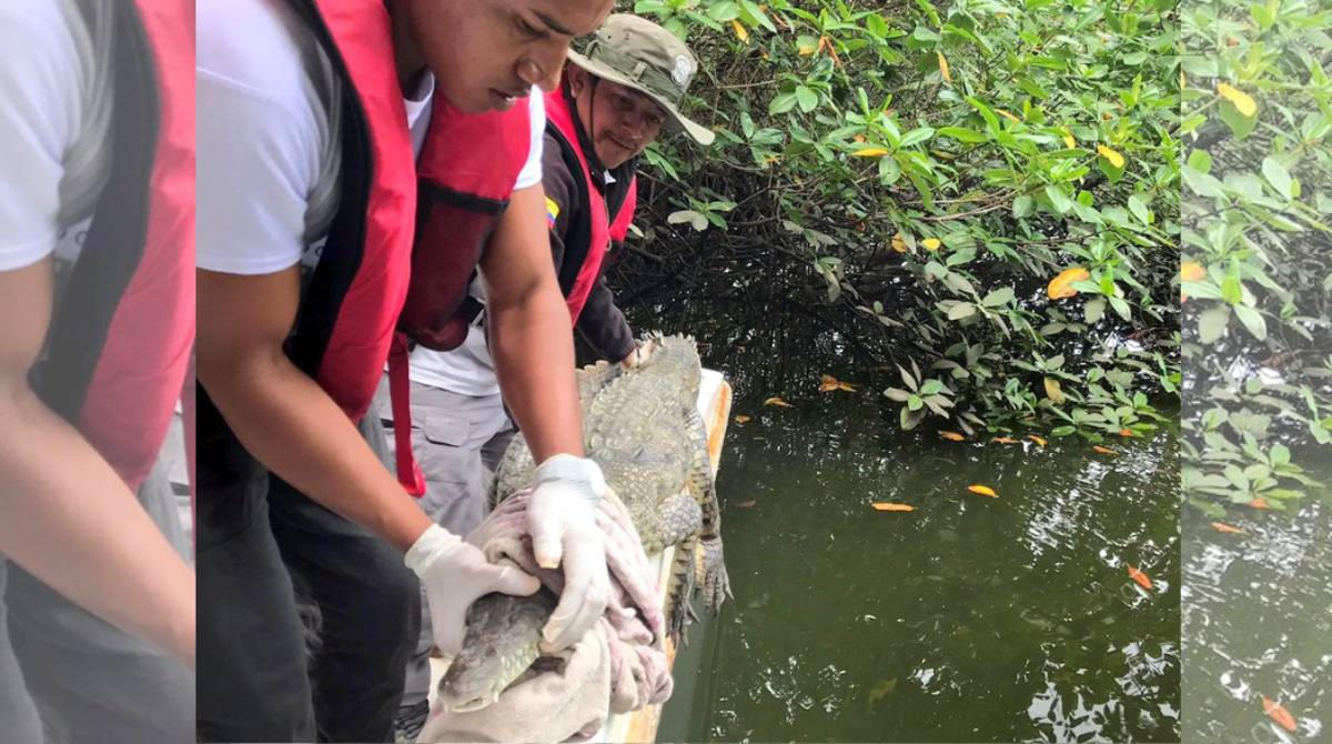 Guardaparques participaron en la reinserción del animal a su hábitat. Foto: Ministerio del Ambiente