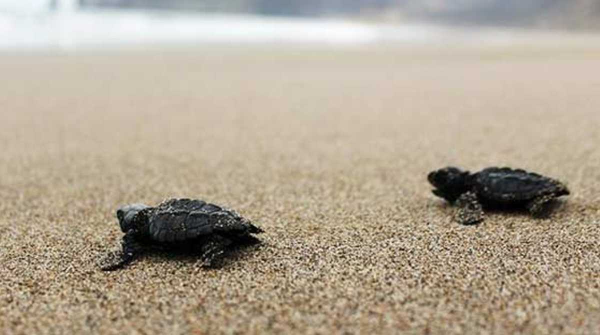 En Playas Villamil hay un espacio protegido para la anidación de tortugas que fue vulnerado por una fiesta política. Foto: Cortesía