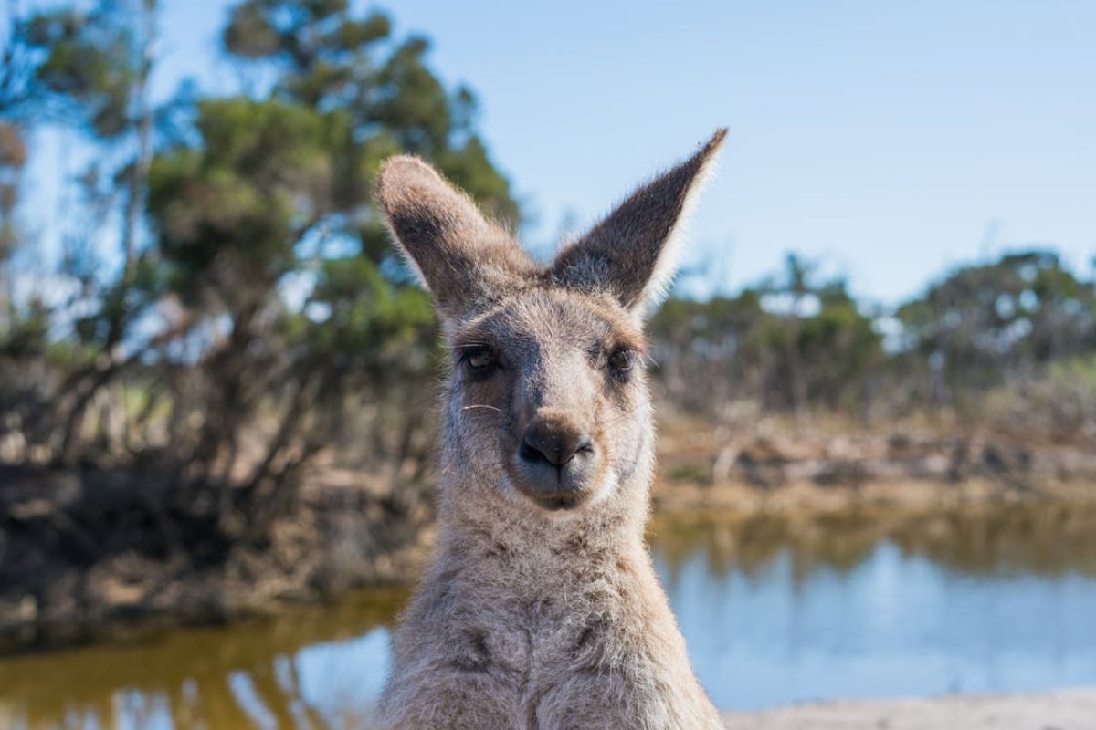 Australia es un país ideal y seguro para realizar viajes de turismo. Foto: Pexels