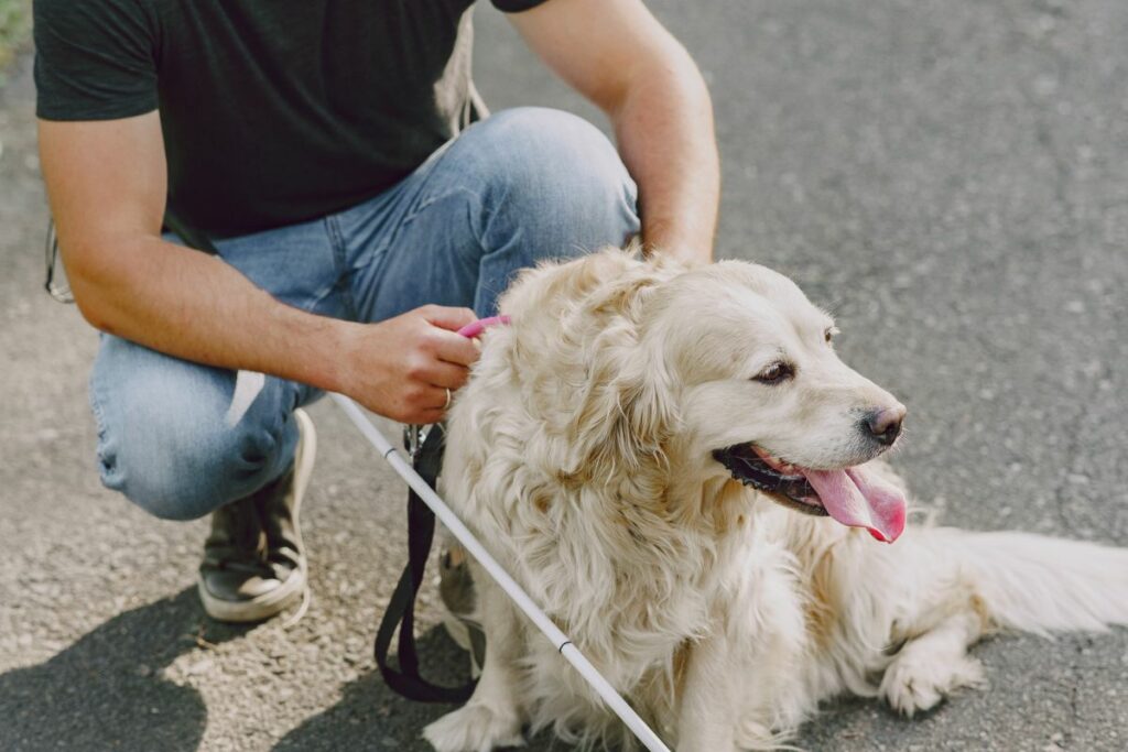 Personas con discapacidad visual y sus perros guía tienen derecho a acceder a todos los lugares públicos y privados. Foto: Freepik.