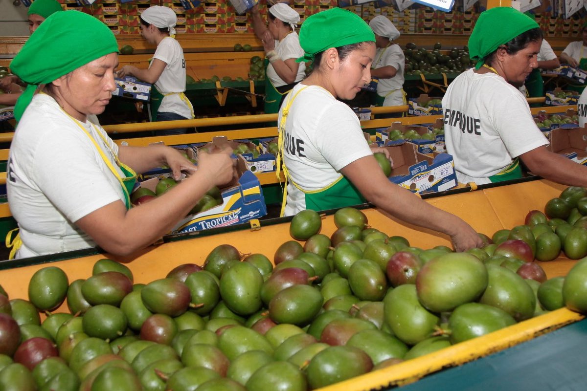 El mango ecuatoriano paga un arancel del 15% y llegará a cero en los próximos cinco años. Su principal competir en China es el producto peruano. Archivo/ EL COMERCIO