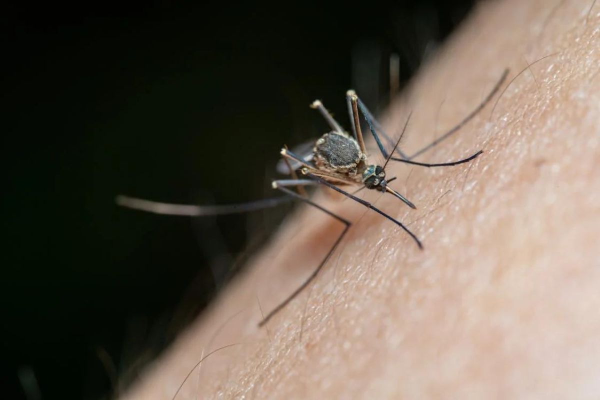 Guatemala se declara en emergencia sanitaria a causa del dengue. Foto: Pexels