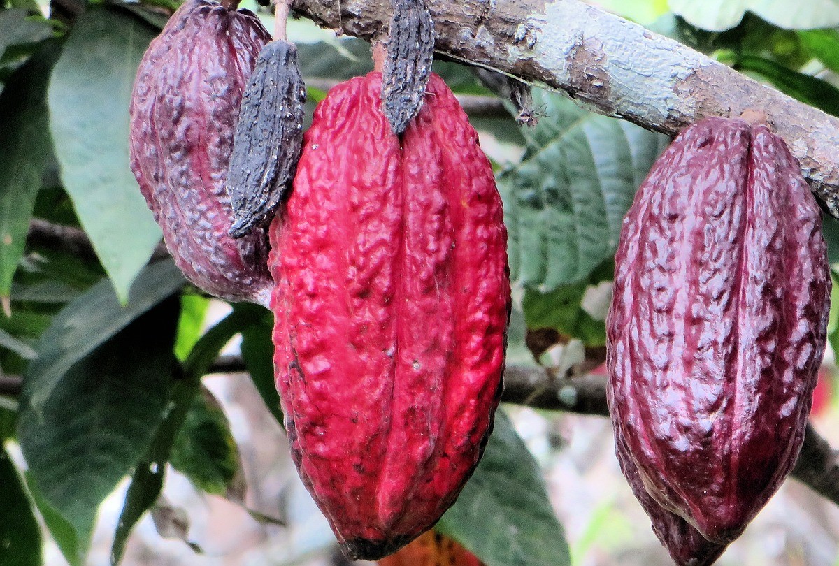 El cacao es el principal producto de exportación hacia México. Foto: Pixabay