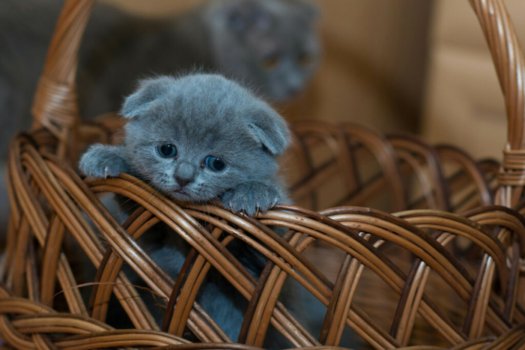 Los torturadores de animales prefieren gatitos bebés. Foto: Pexels