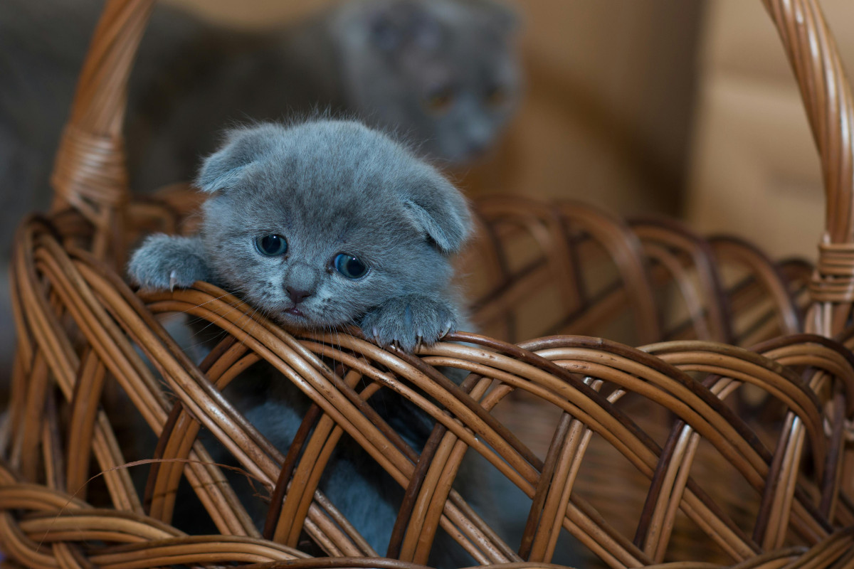 Los torturadores de animales prefieren gatitos bebés. Foto: Pexels