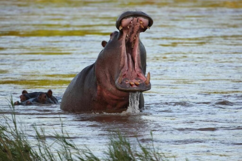 Ante la dificultad de determinar el sexo de Gen-chan visualmente, un análisis de ADN reveló que el hipopótamo del zoológico de Osaka es hembra. Foto: Freepik.