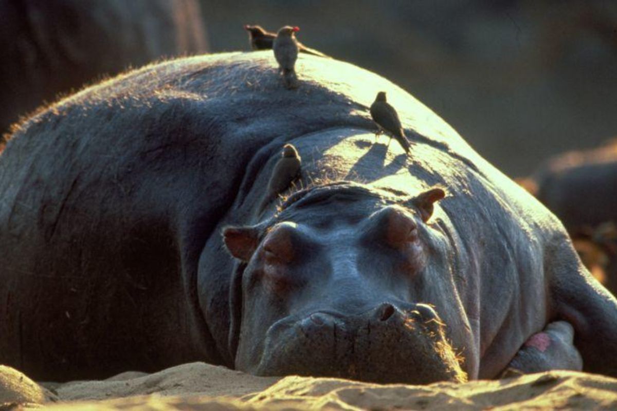 Gen-chan, el hipopótamo del zoológico de Osaka, sorprendió a todos al descubrirse que es hembra tras 12 años viviendo como macho. Foto: IMDb.