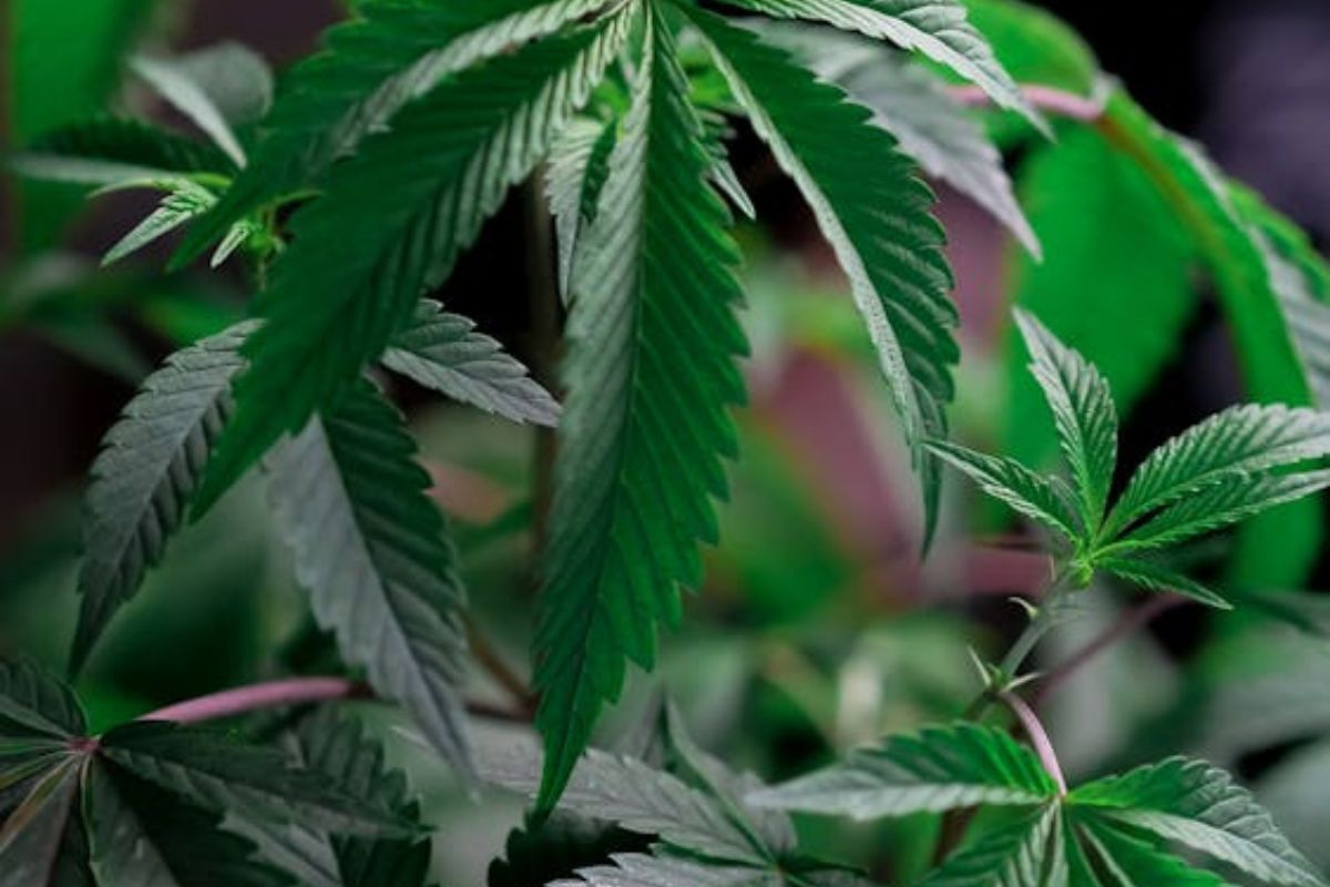 Estados Unidos determina que la marihuana es una droga de bajo riesgo para el consumo. Foto: Pexels