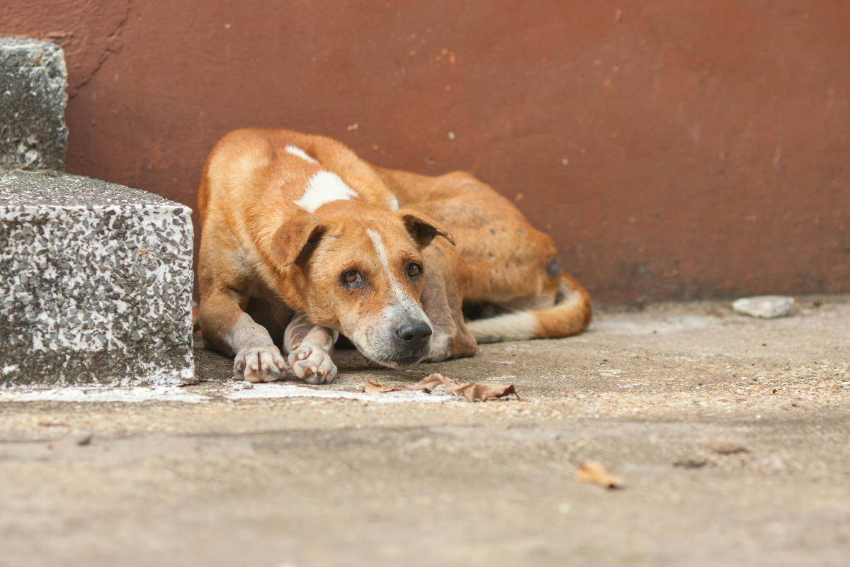 Los perros callejeros son víctimas de malos tratos; soportan hambre y frío. Foto: Pexels