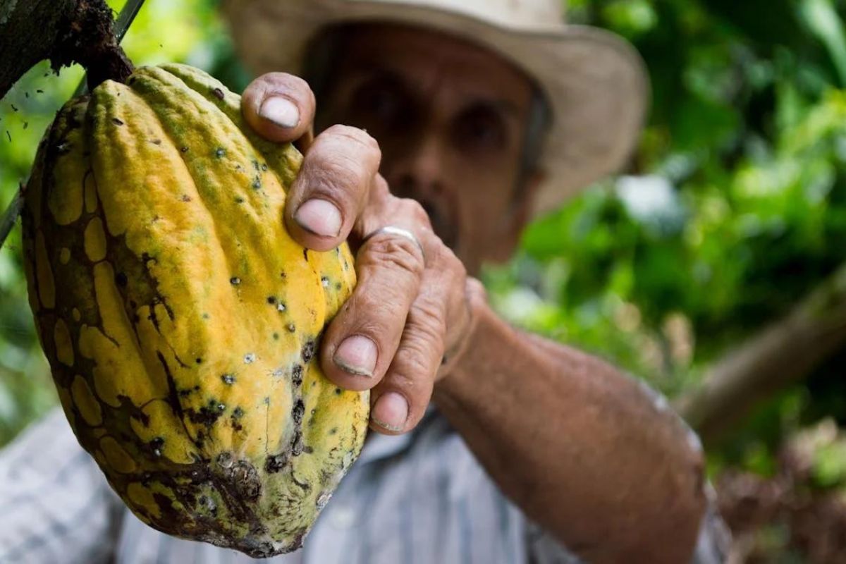 En el sector agrícola, también destacaron las mayores ventas de cacao (83 %)