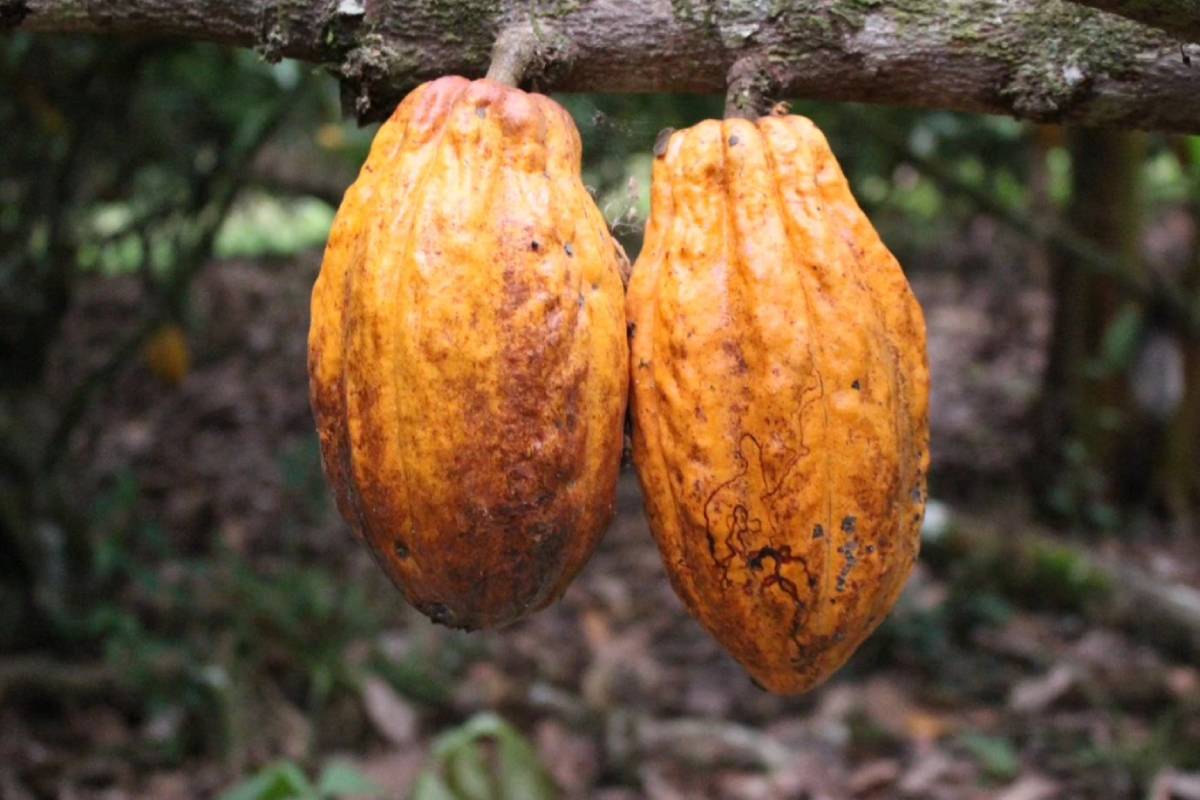 Ecuador es líder en cacao fino de aroma y ocupa el tercer lugar mundial en producción y exportación de cacao en grano. Foto: Ministerio de Agricultura