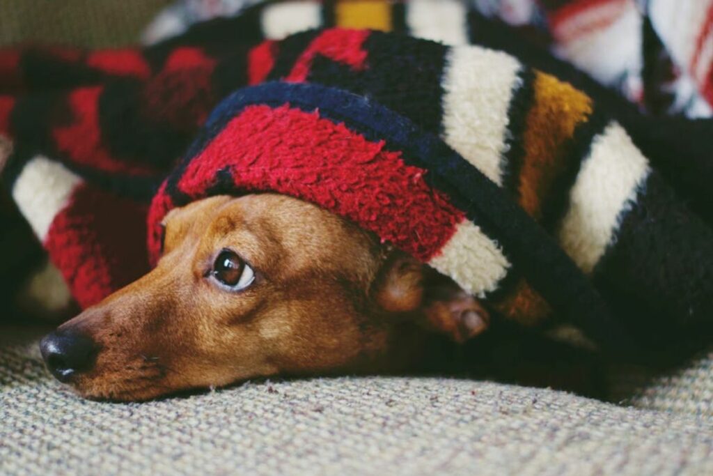 Los perros también son sensible a las bajas temperaturas. Foto: Pexels
