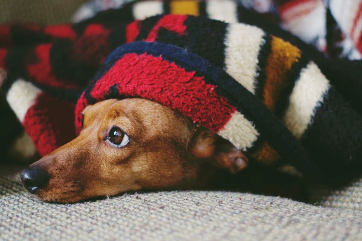 Los perros también son sensible a las bajas temperaturas. Foto: Pexels