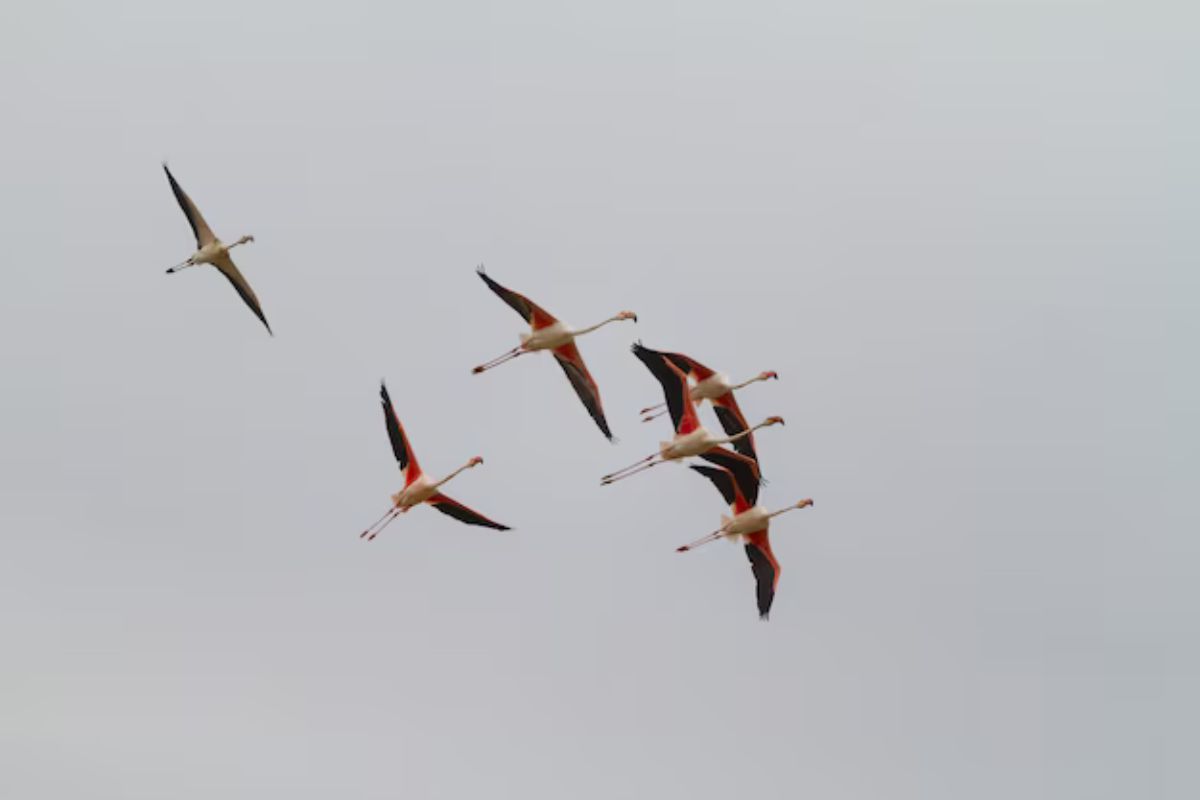 Esta efeméride tiene como propósito concienciar sobre la importancia de proteger las rutas migratorias de las aves y sus ecosistemas. Foto: Freepik.