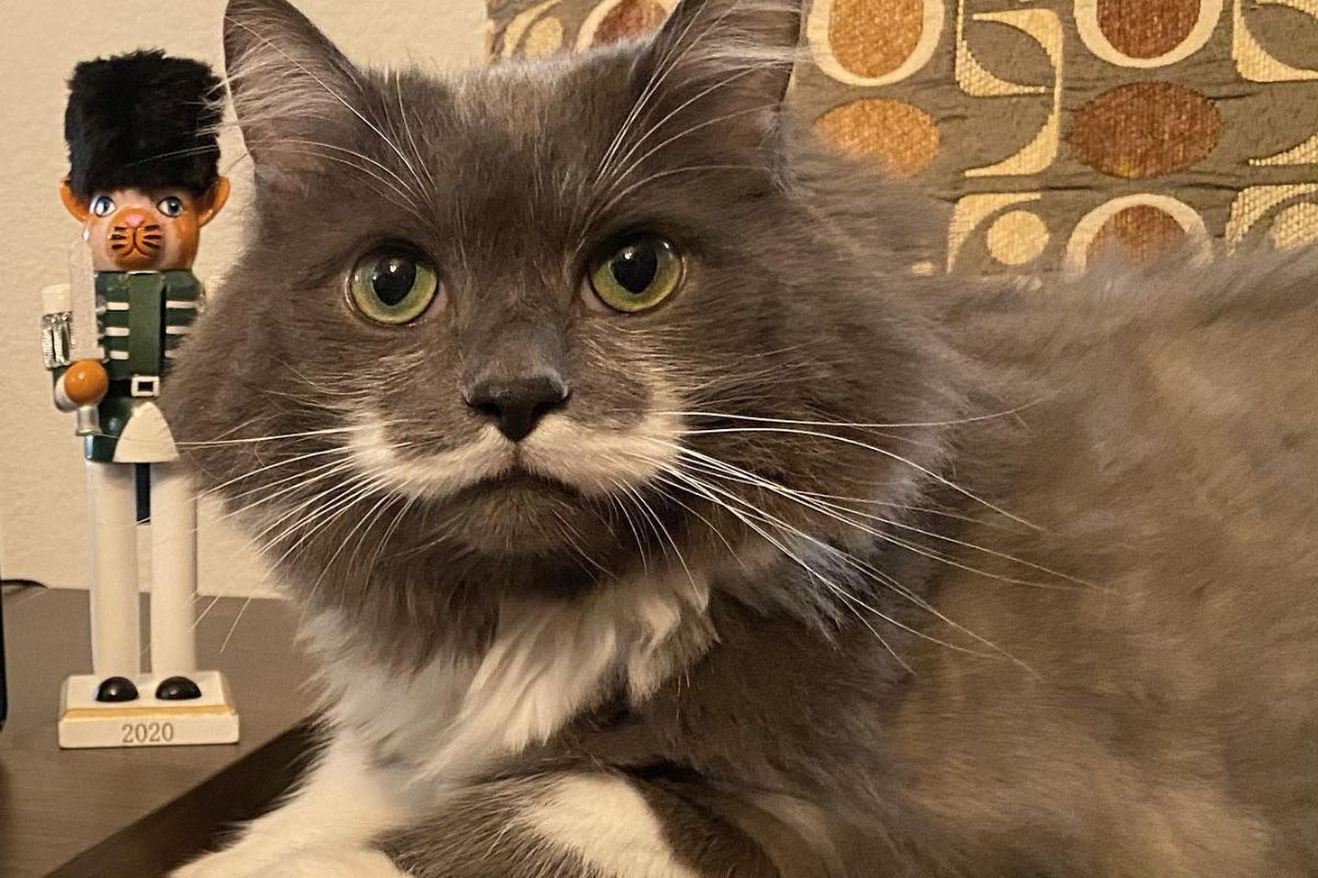 Hamilton, el gato hipster, es uno de los felinos más populares en Instagram. Foto: Facebook