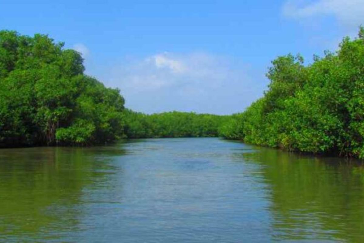 Los manglares cumplen una función ambiental. Foto: cortesía