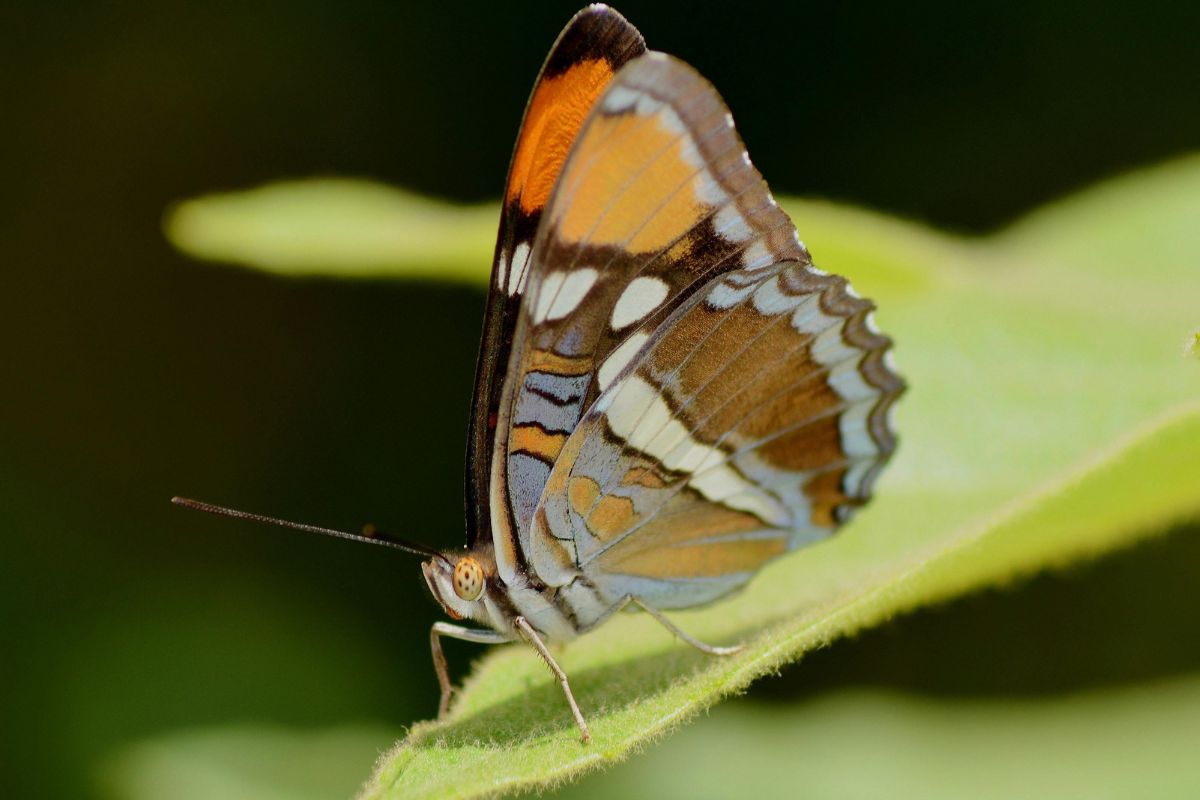 En el Jardín de Mariposas encontrarás alrededor de 1 000 animalitos voladores. Foto: Pexels