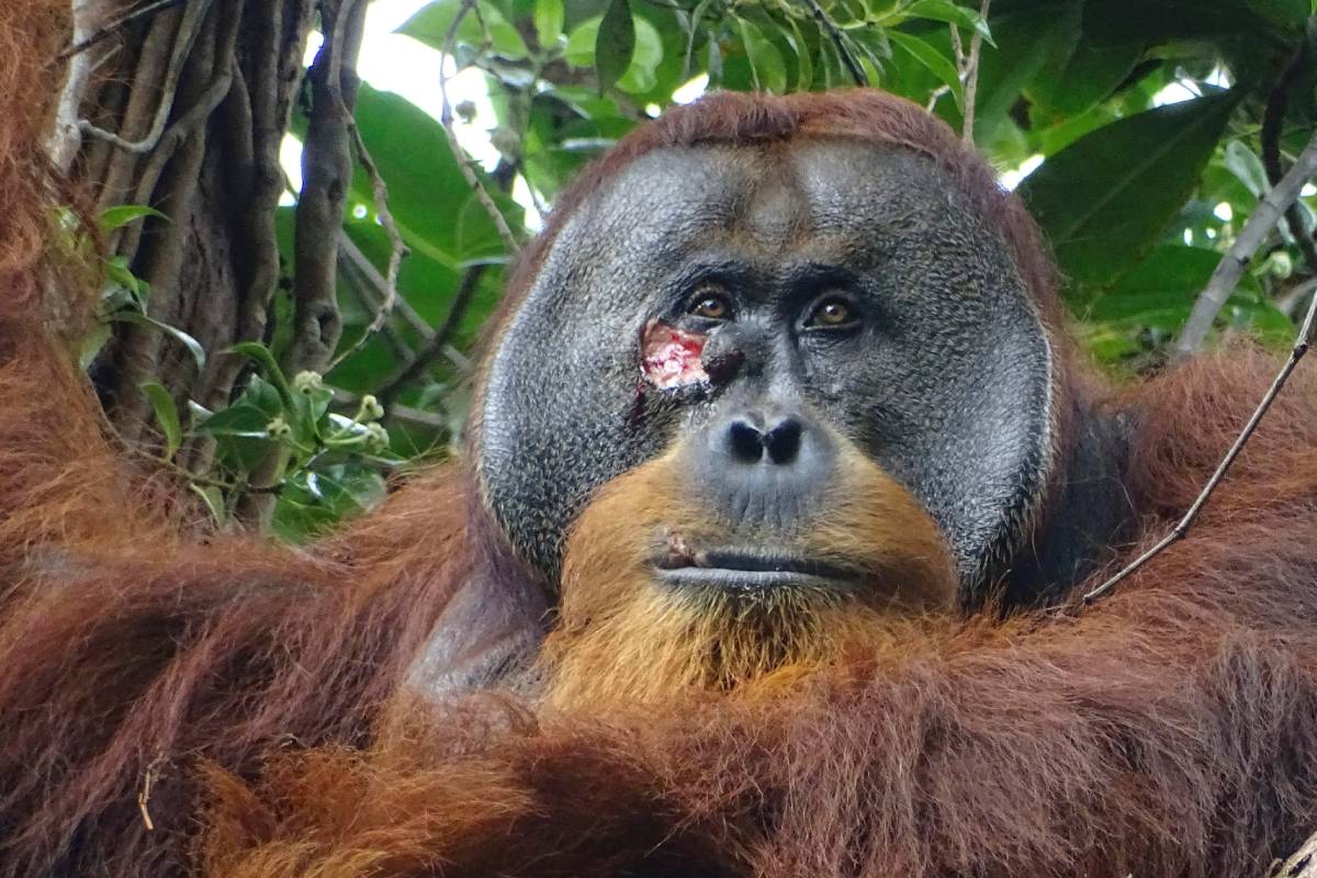 El orangután Rakus se curó una herida bajo el ojo con plantas medicinales. Foto: EFE