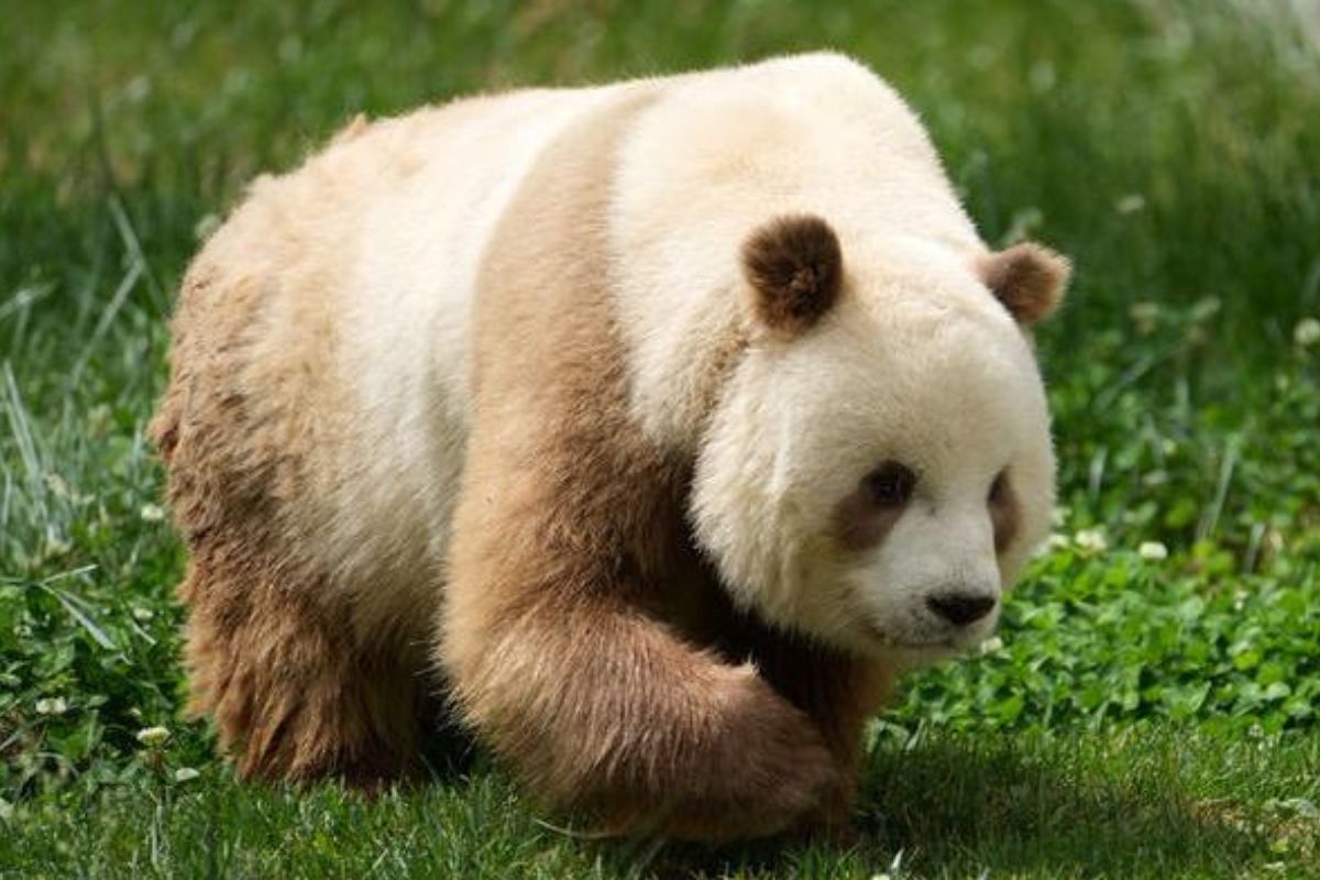 El oso panda pardo chino fue visto en el noroeste de China. Foto: Xinhua