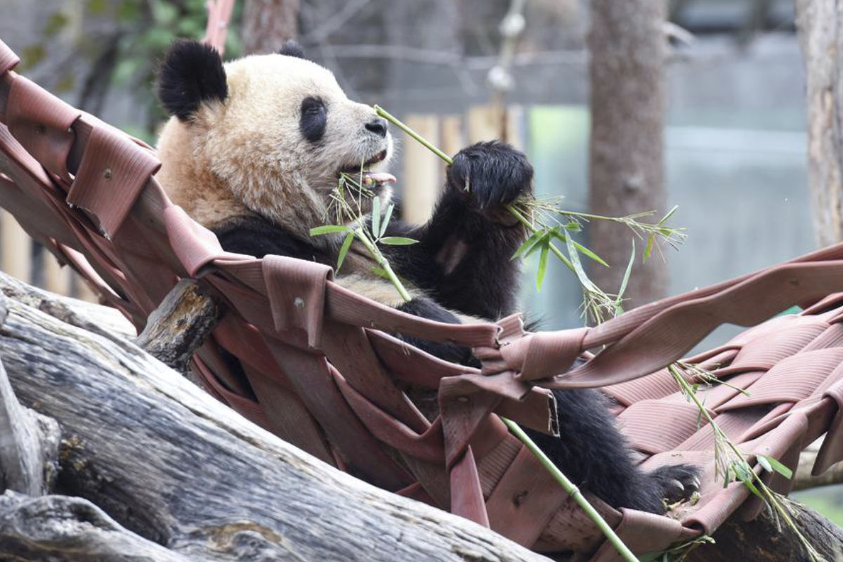 Imagen de un panda gigante comiendo bambú en un zoológico de Madrid, capital de España, el 22 de febrero de 2024. Foto: Xinhua / Gustavo Valiente.