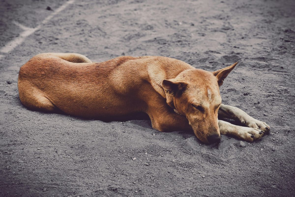La campaña de desparasitación y esterilización busca reducir el número de perros callejeros. Foto: Pexels