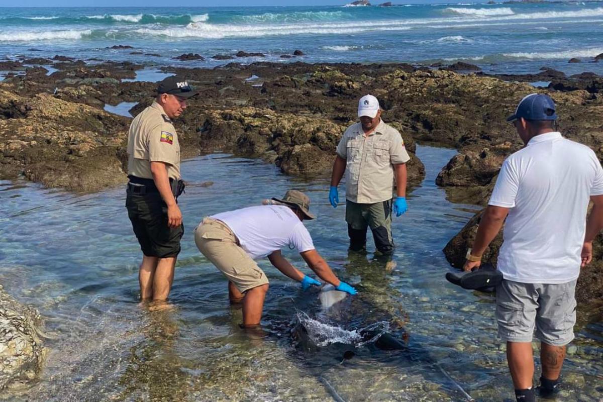 El cetáceo fue ayudado por guardaparques y la Policía Nacional. Foto: X Maate