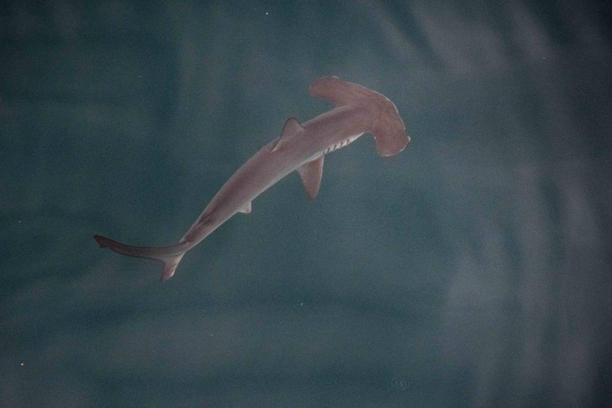Fotografía cedida por Greenpeace tomada el 21 de marzo de 2024 de un ejemplar juvenil de tiburón martillo liso. Foto: EFE